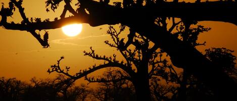 A silhouette of a tree with a sun setting behind it.