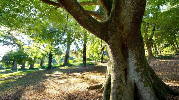 A forest with large trees and a ground covered in dry leaves.