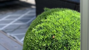 Un espace patio agrémenté d’un arbuste rond et vert, d’un canapé gris avec un coussin à motifs rouges, et offrant une vue sur un jardin et le ciel.
