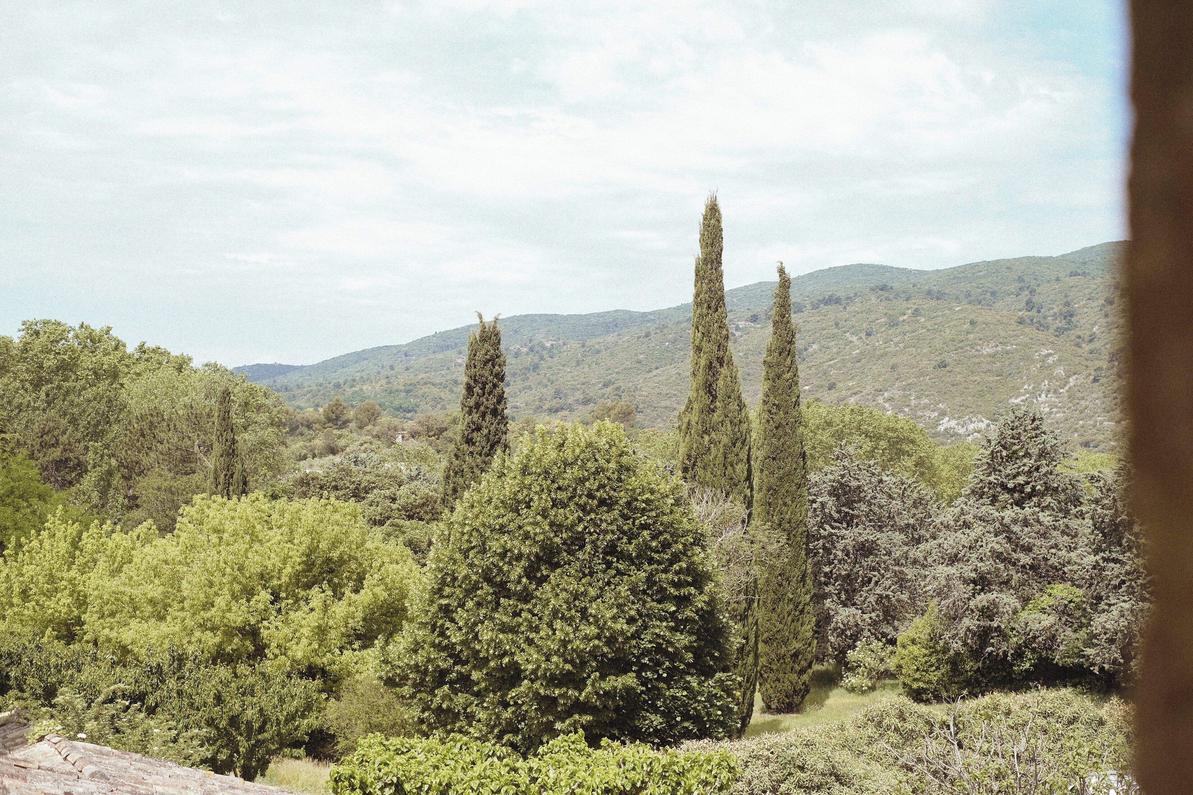 A landscape with tall cypress trees and dense greenery.