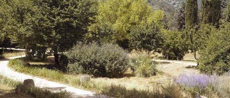 A pathway through a natural landscape with trees and shrubs, leading towards a distant hill.