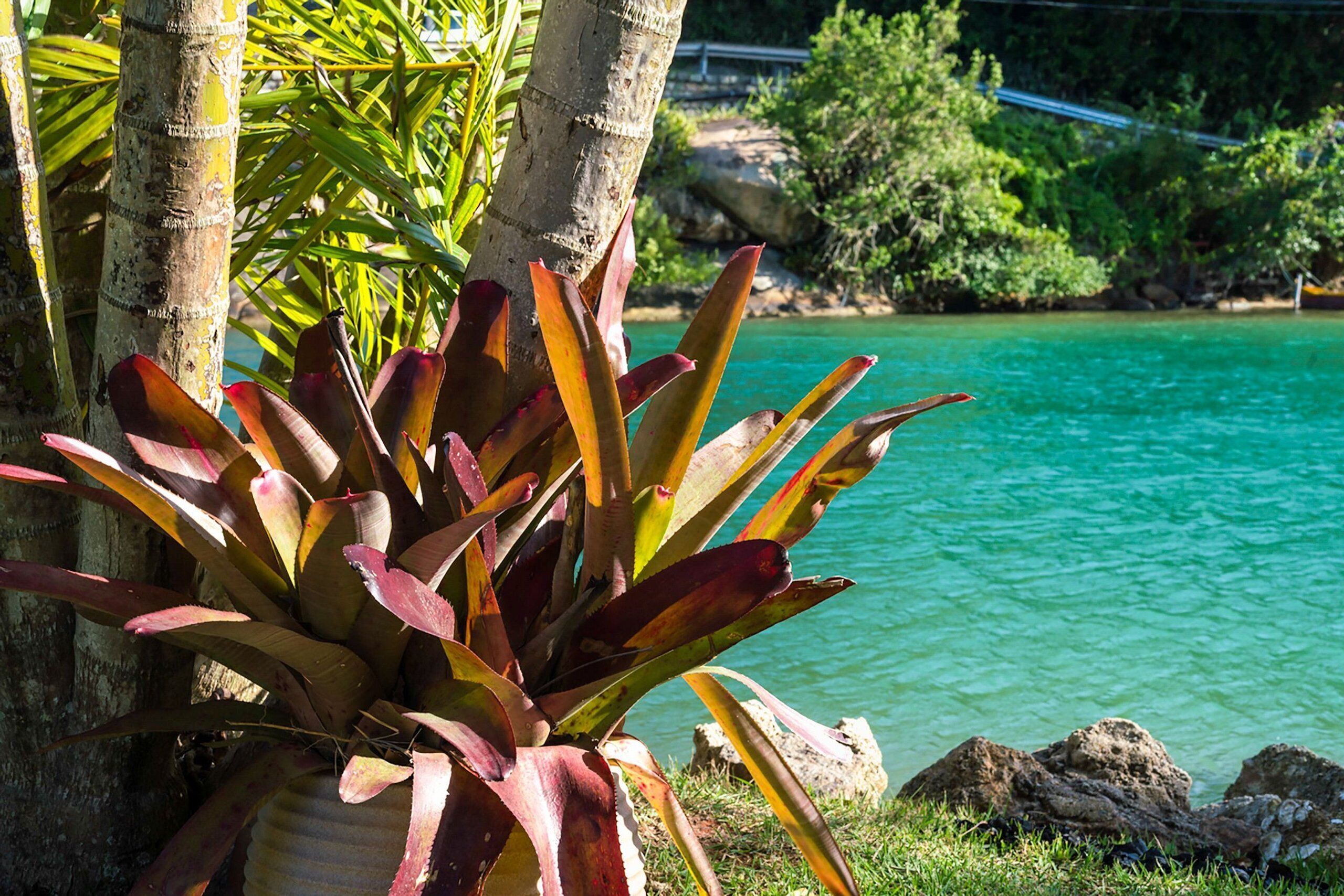 A tropical setting with a large plant in the foreground, a clear blue water body, and a rocky shoreline in the background.