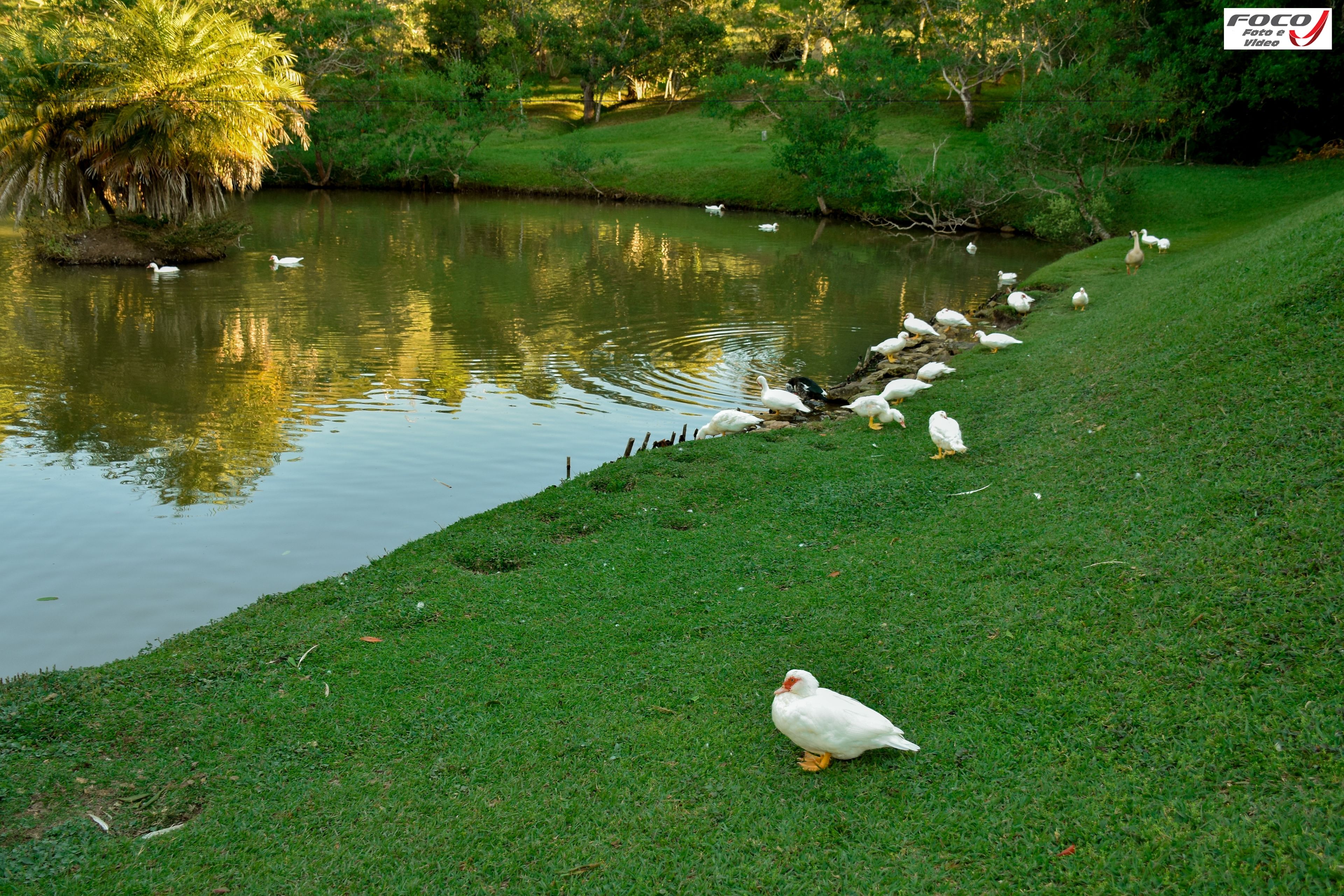 A grassy area beside a pond with ducks and a tree.