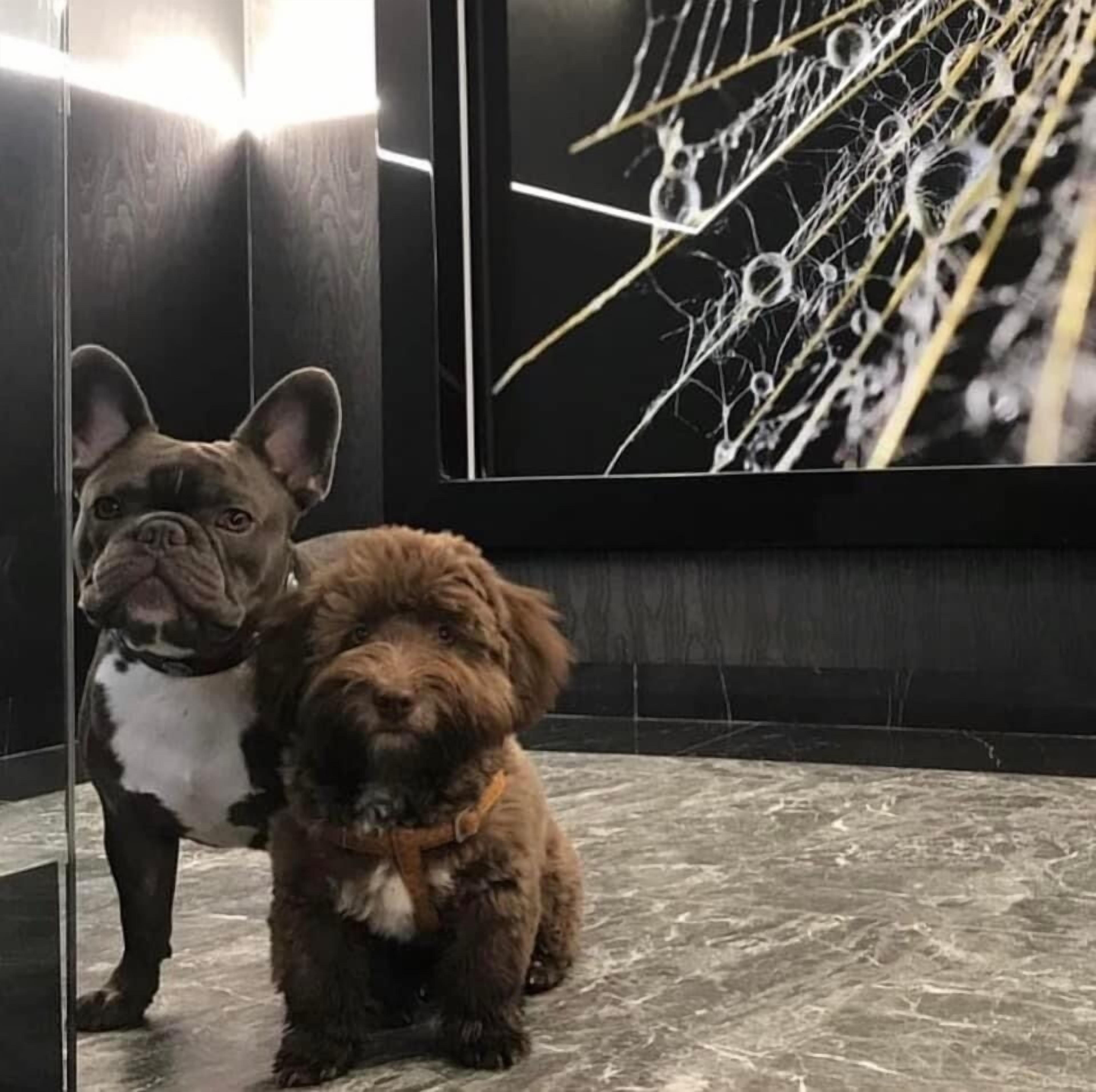 A dog standing in a room with a reflective floor and a large mirror.