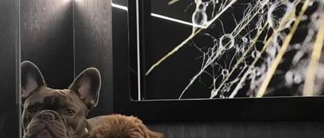 A dog standing in a room with a reflective floor and a large mirror.