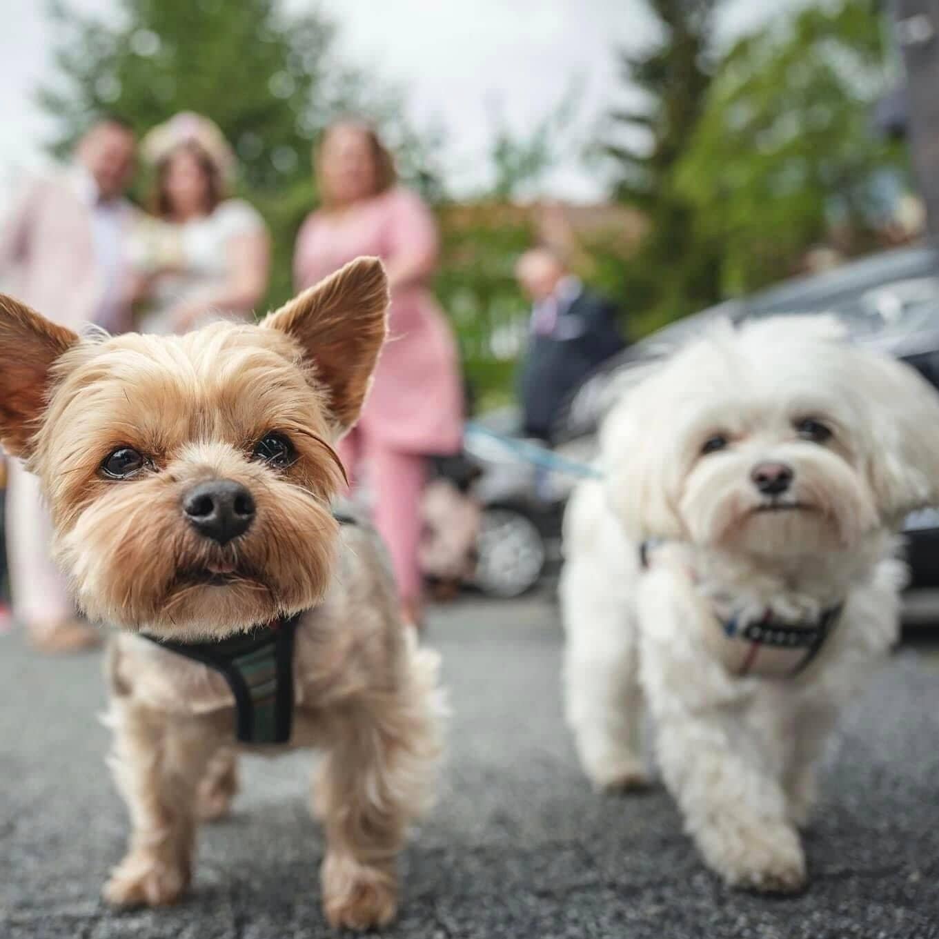 Zwei kleine Hunde laufen auf einem gepflasterten Weg.