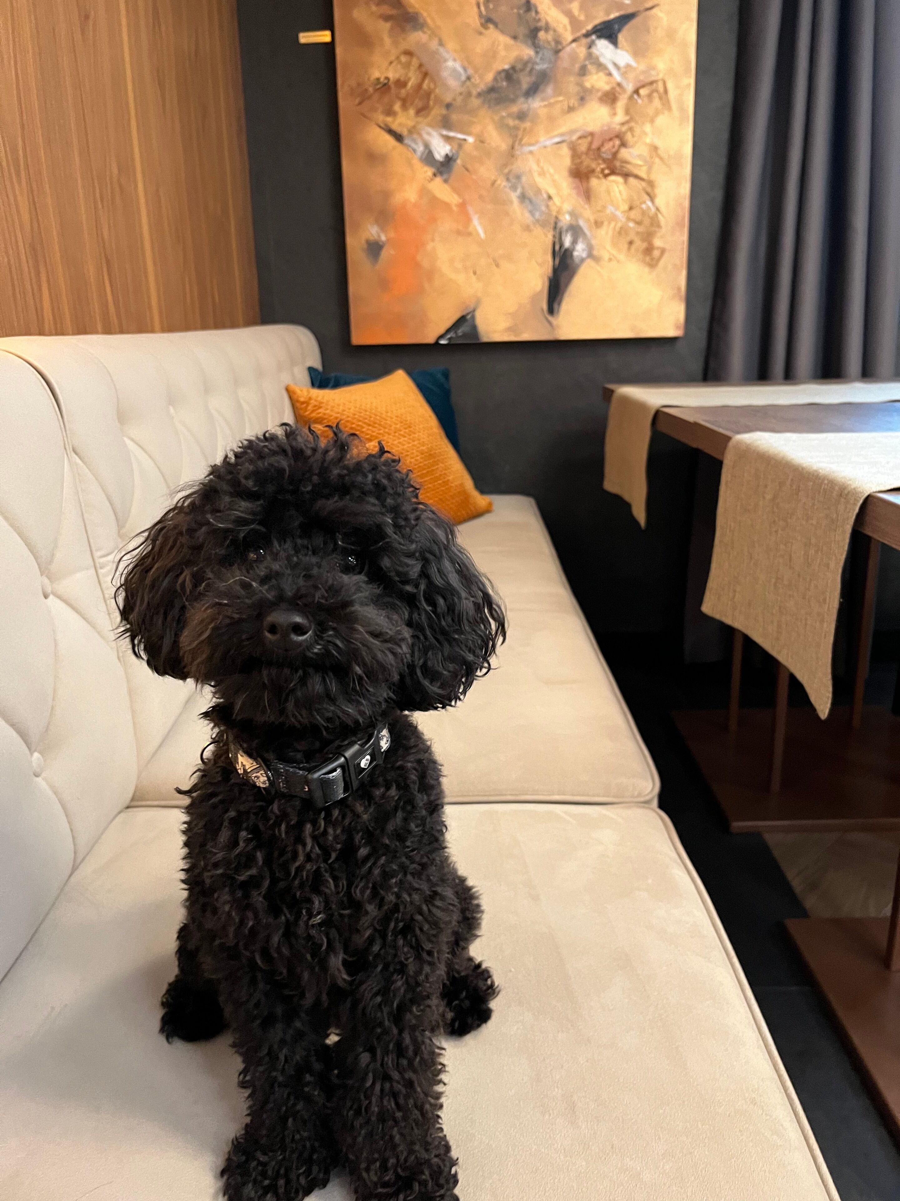 A black poodle sitting on a beige sofa in a modern living room with a wooden floor, a table with a beige tablecloth, and a painting on the wall.