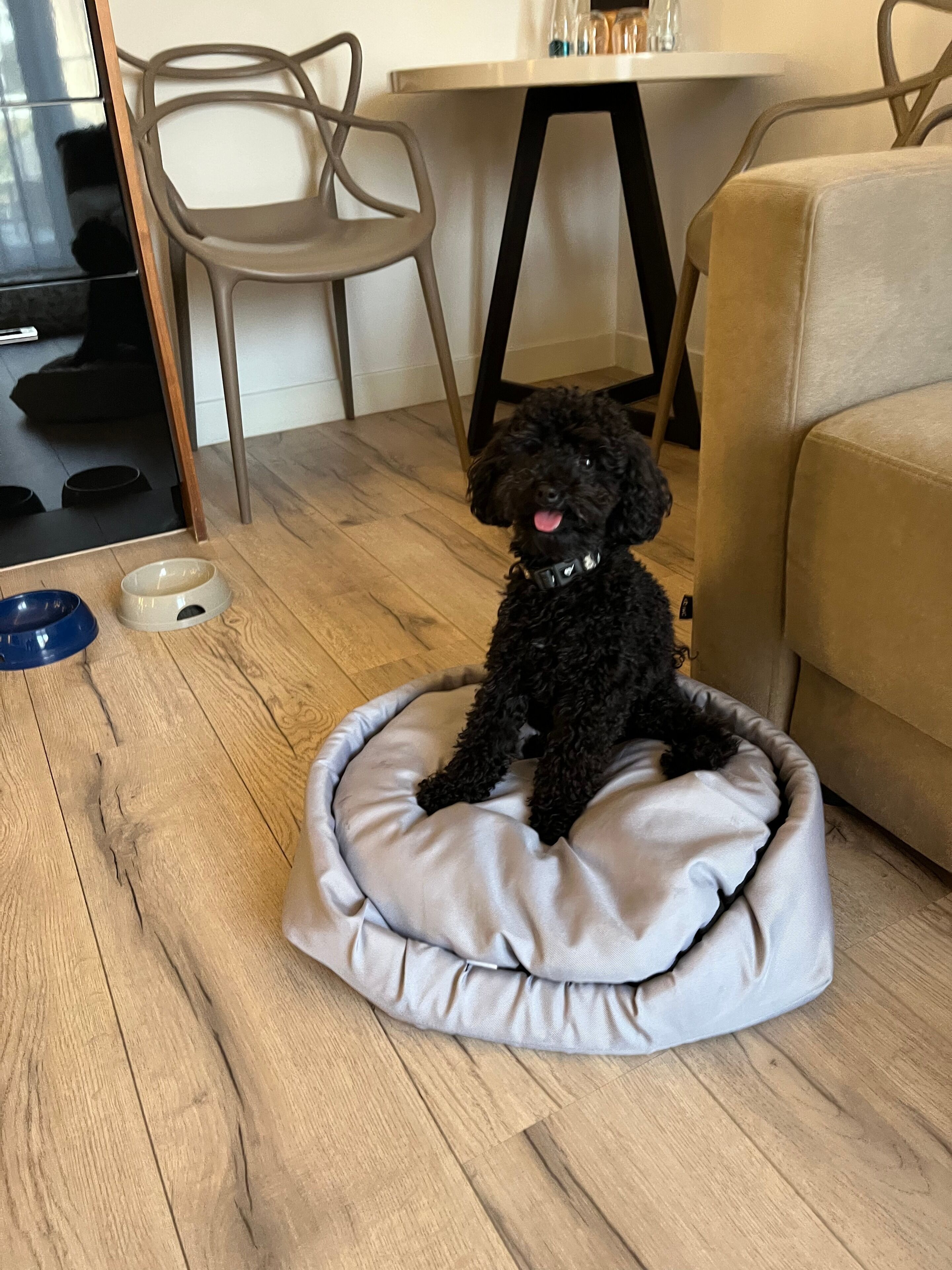 Ein schwarzer Pudel sitzt auf einem grauen Tierbett in einem Raum mit Holzböden, einem beigefarbenen Sofa und einem Esstisch mit Stühlen.