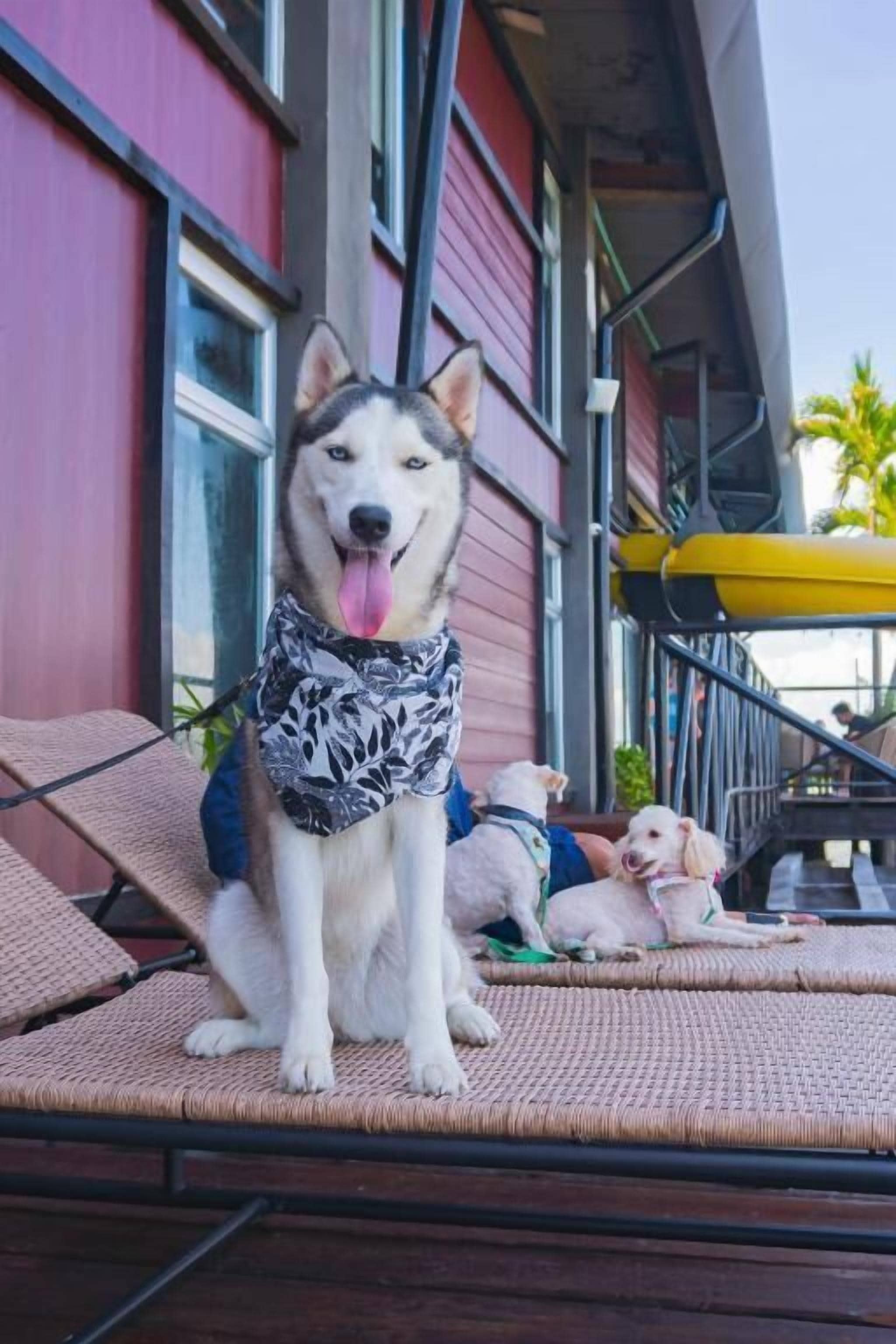 A dog sitting on a wicker chair with a red building in the background.