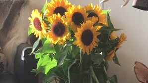 A clear glass vase with sunflowers on a wooden floor, a cat on a chair, and a framed picture on the wall. - Wittlers Hotel (Ratzeburg)