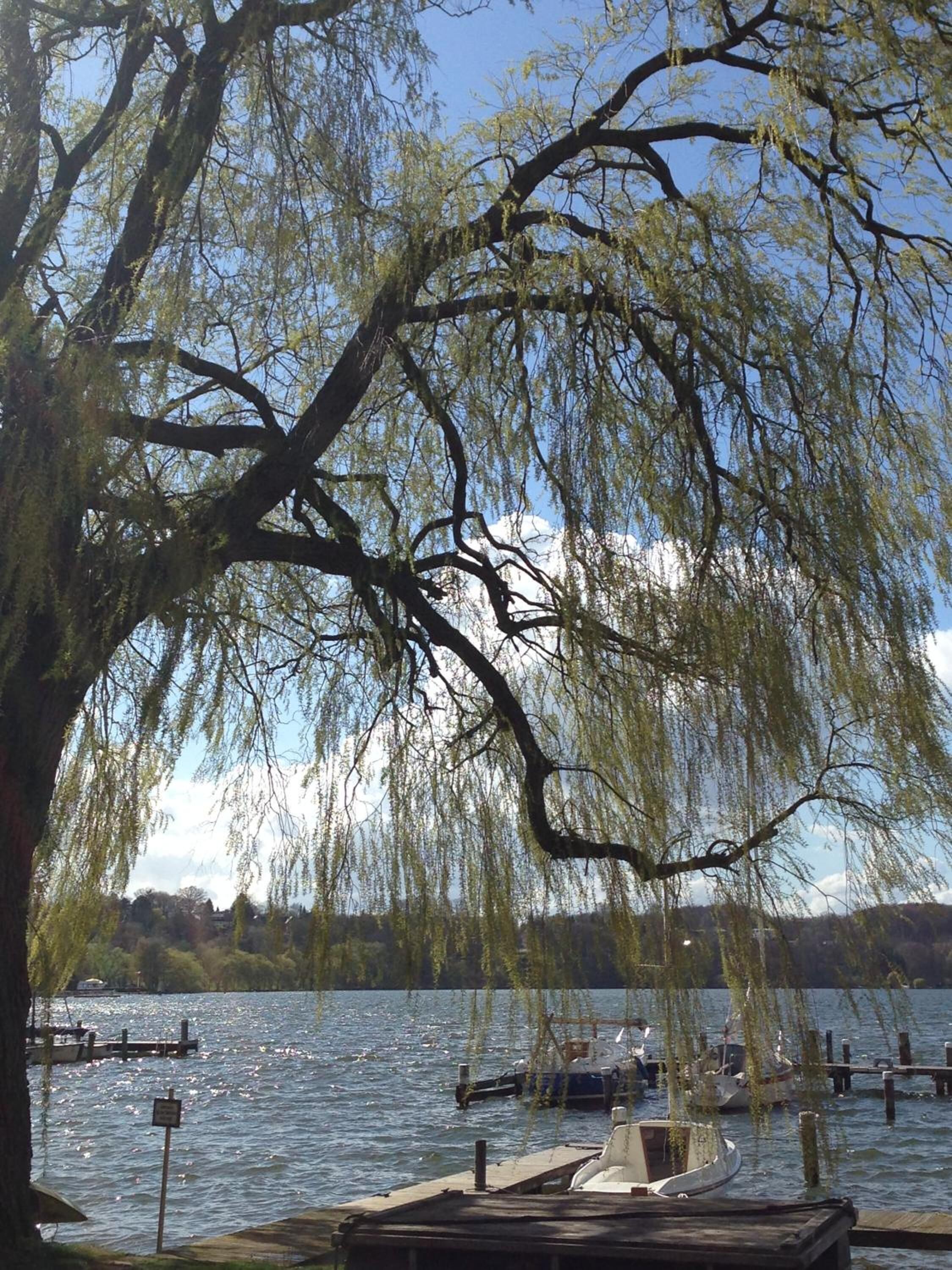 lunch and dinner served, local and international cuisine