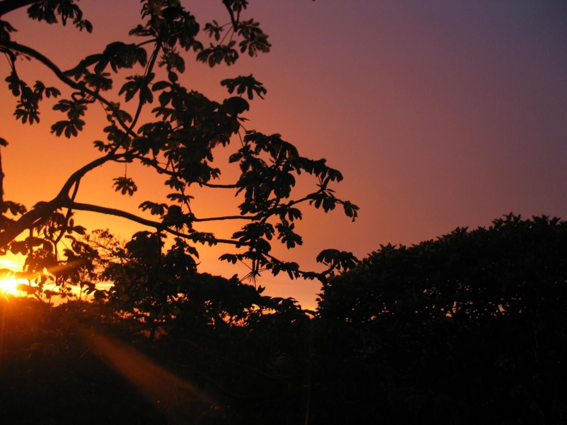 Un coucher de soleil avec les silhouettes d’arbres et de branches se détachant sur un ciel aux teintes orange et violettes.