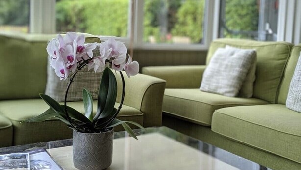 A green sofa with a white pillow and a potted orchid plant on a glass table. - Ormonde House Hotel (Lyndhurst)