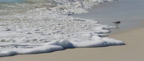 Beach nearby, sun loungers, beach towels