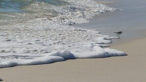 Ein Strand mit Wellen und einem Vogel im Sand.
