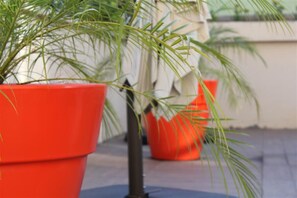 A potted plant with long, slender leaves in a red pot.