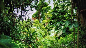 A wooden pathway through a lush garden with various plants and rocks. - Isleta El Espino Ecolodge (Granada)
