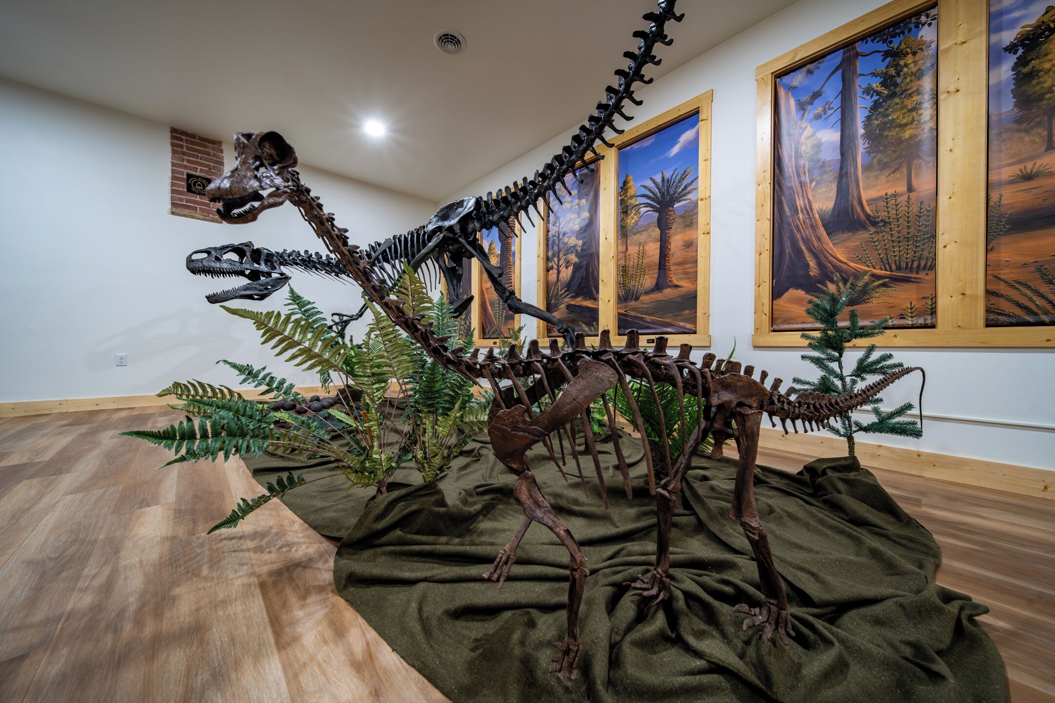 A dinosaur skeleton exhibit in a museum with wooden flooring and framed paintings on the wall.