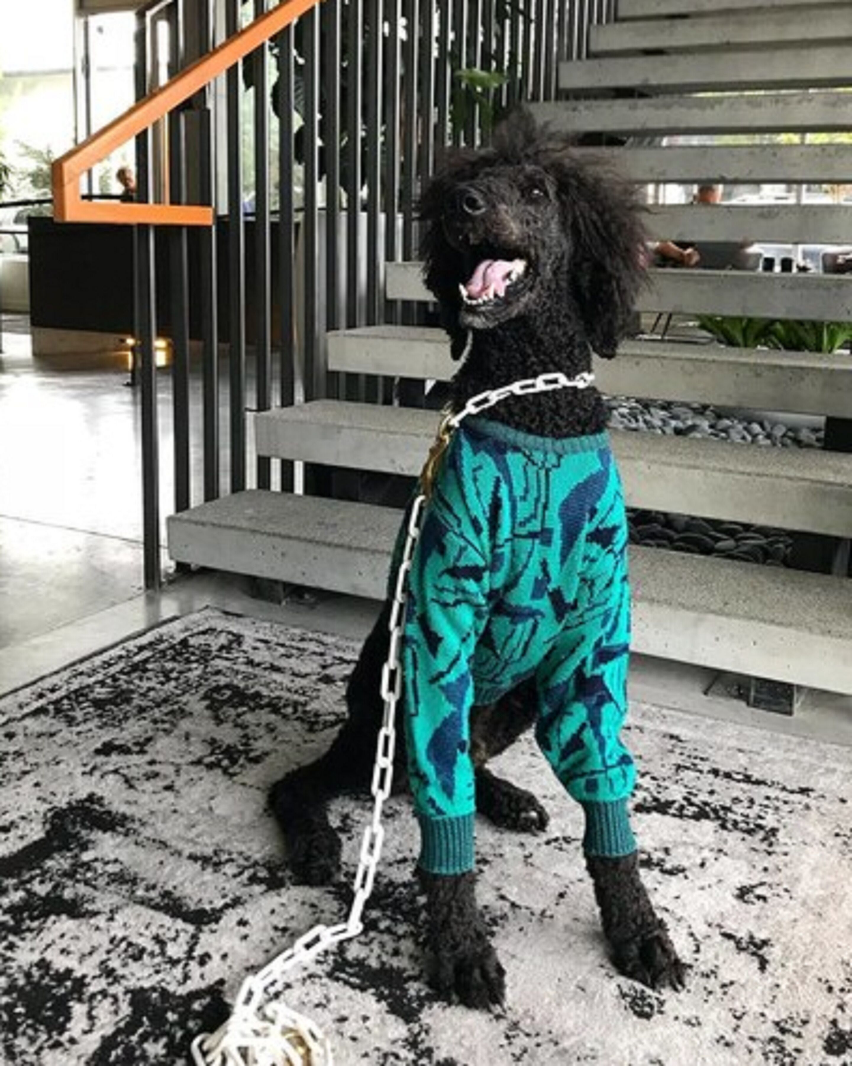 A black dog wearing a teal sweater with a chain leash, standing on a patterned rug in front of a staircase with metal railings.