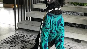 A black dog wearing a teal sweater with a chain leash, standing on a patterned rug in front of a staircase with metal railings.