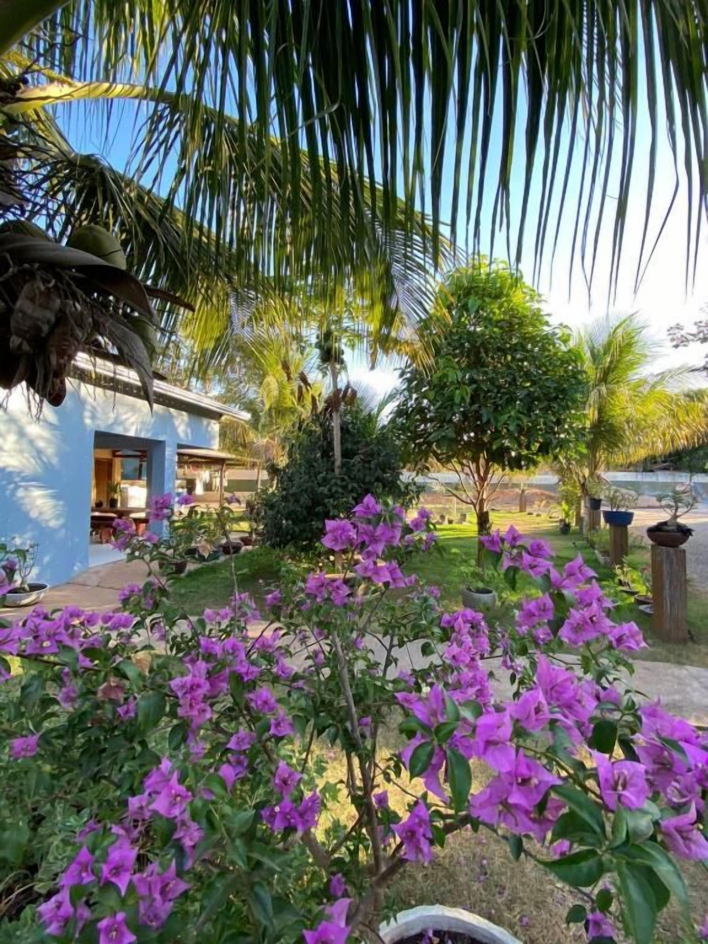 A garden with bougainvillea flowers, a palm tree, and a building with a door and windows.