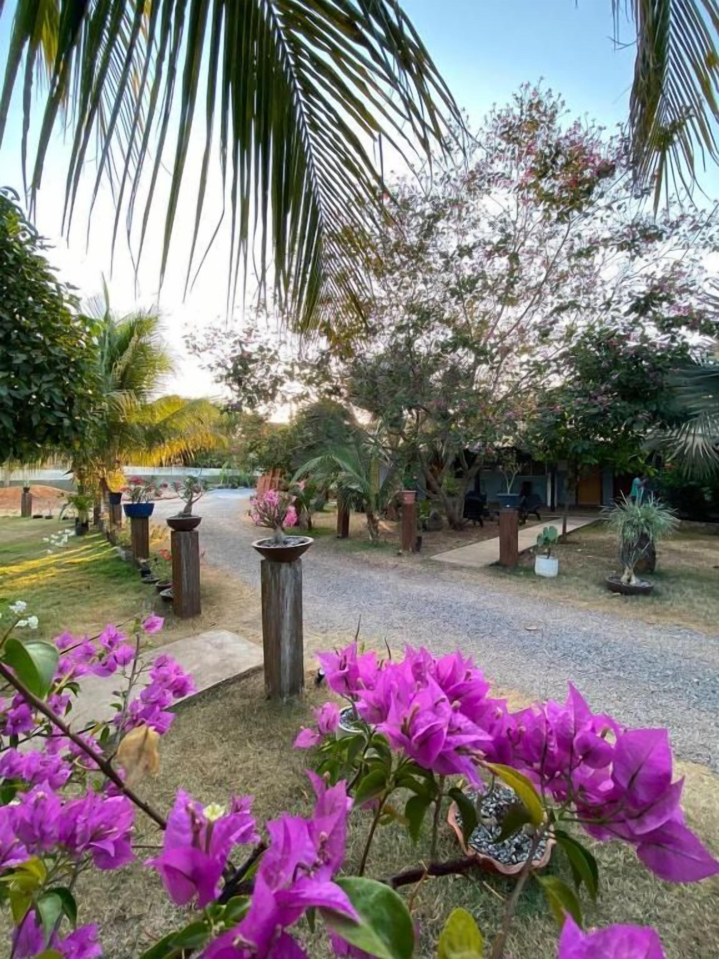 A garden with potted plants and a pathway.