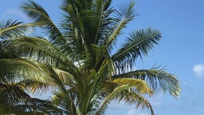 A beach with a palm tree and a view of the ocean. - Vista Mare Samana Ocean View Top Floor 1 Bed (Samaná)
