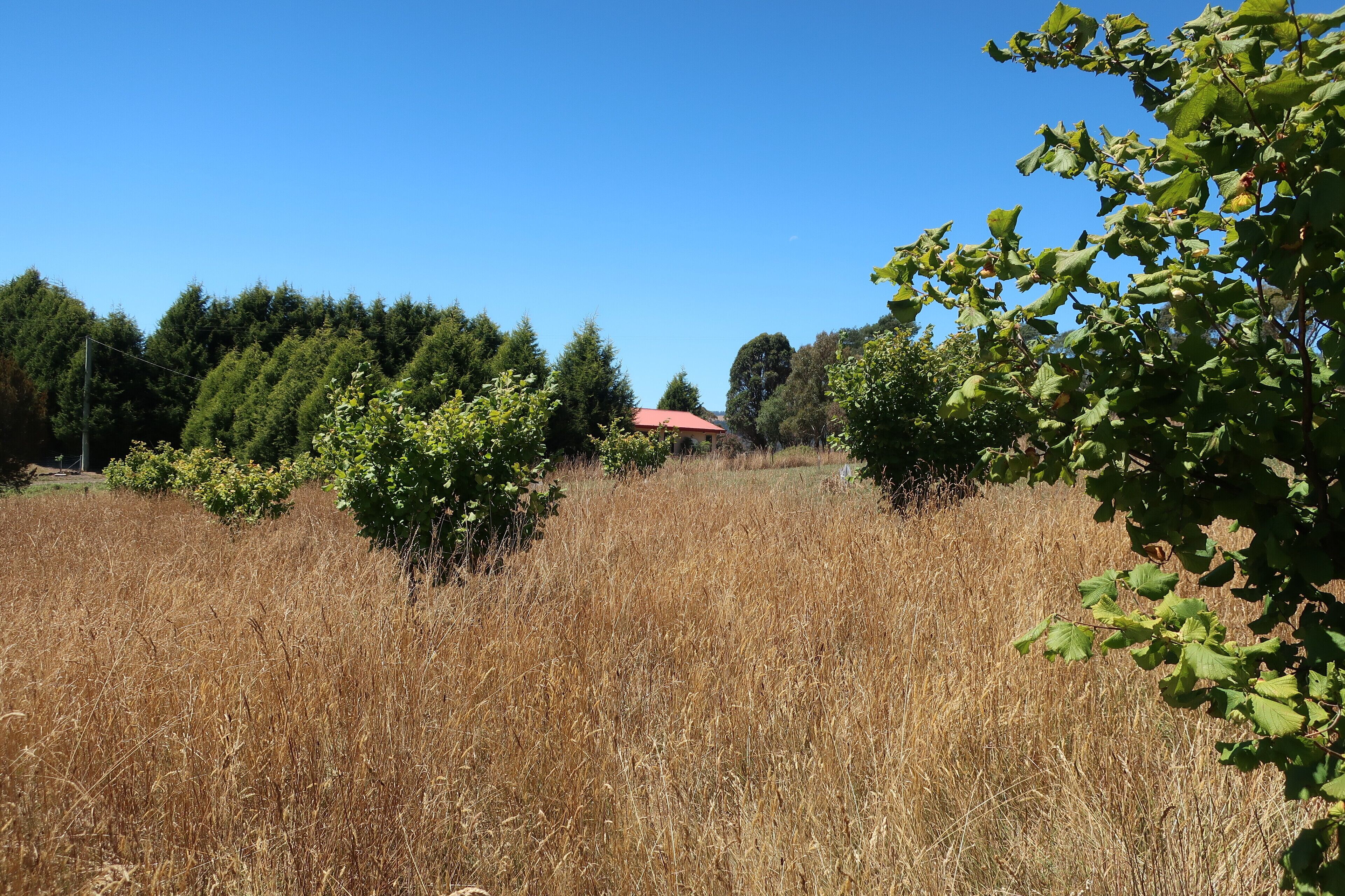 Cherry Top Accommodation - Cherry Top — image 22