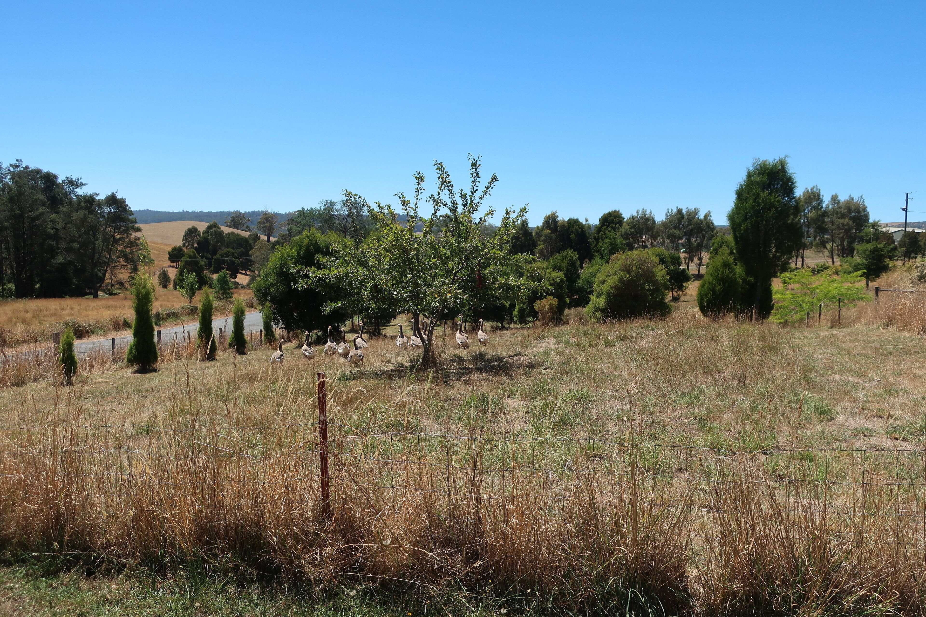 Cherry Top Accommodation - Cherry Top — image 23