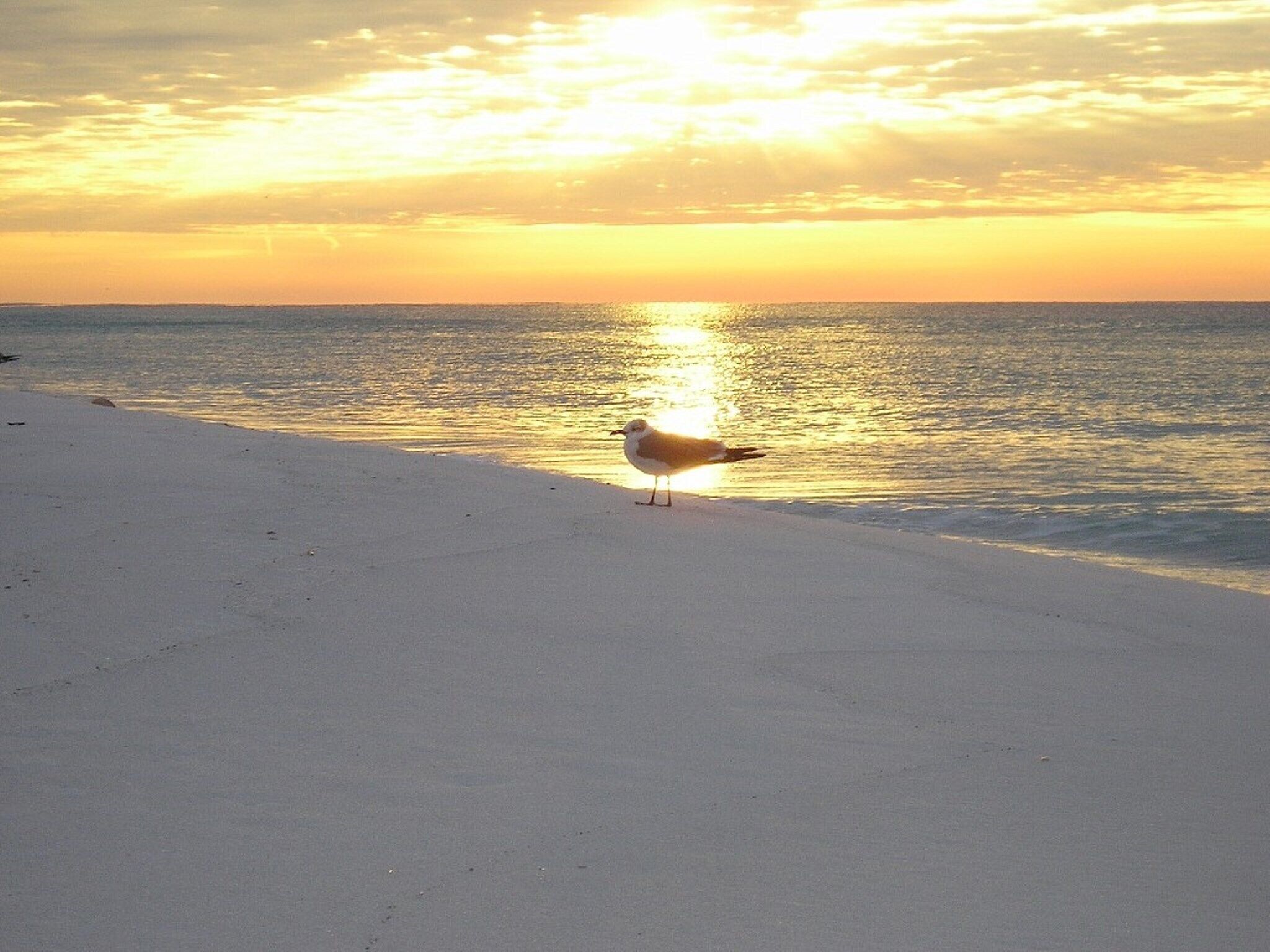 Un goéland perché sur une plage au coucher du soleil.