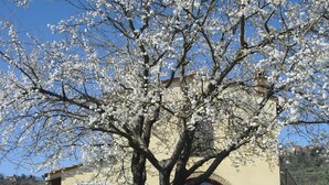 Un bâtiment avec un mur en pierre, une clôture en bois et un arbre aux fleurs blanches.