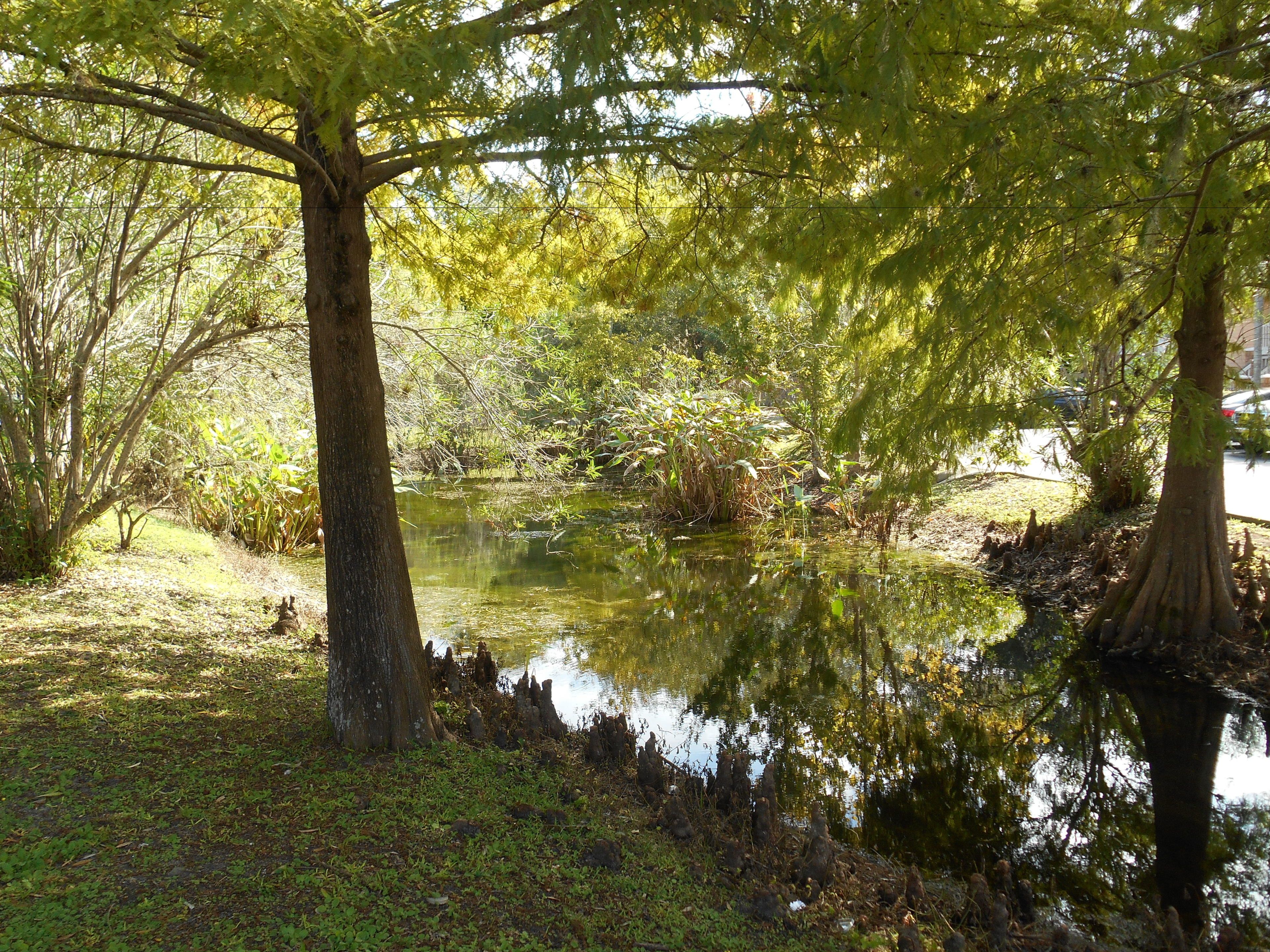 Photo - Mickey's Paradise