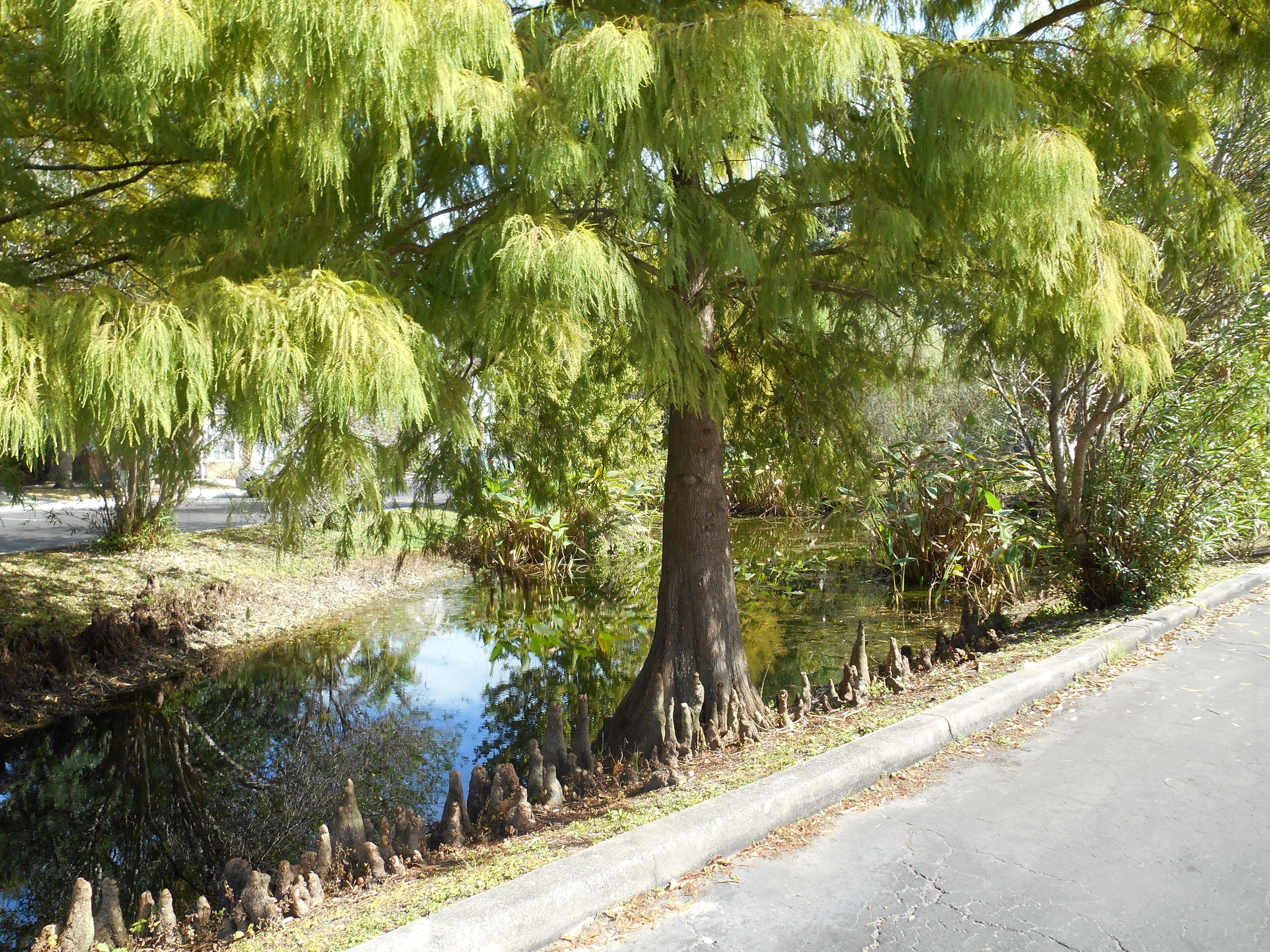 Photo - Mickey's Paradise