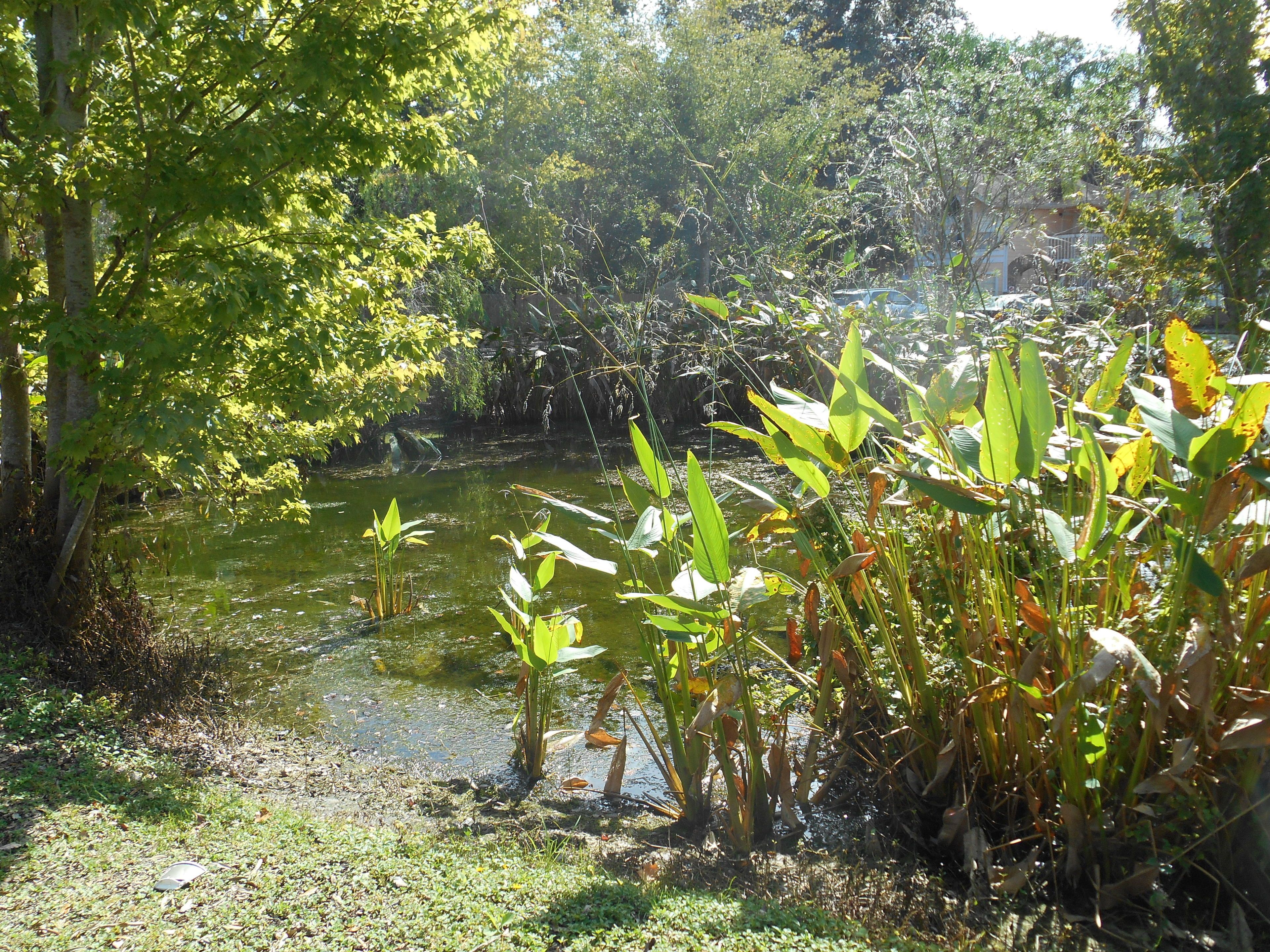 Photo - Mickey's Paradise