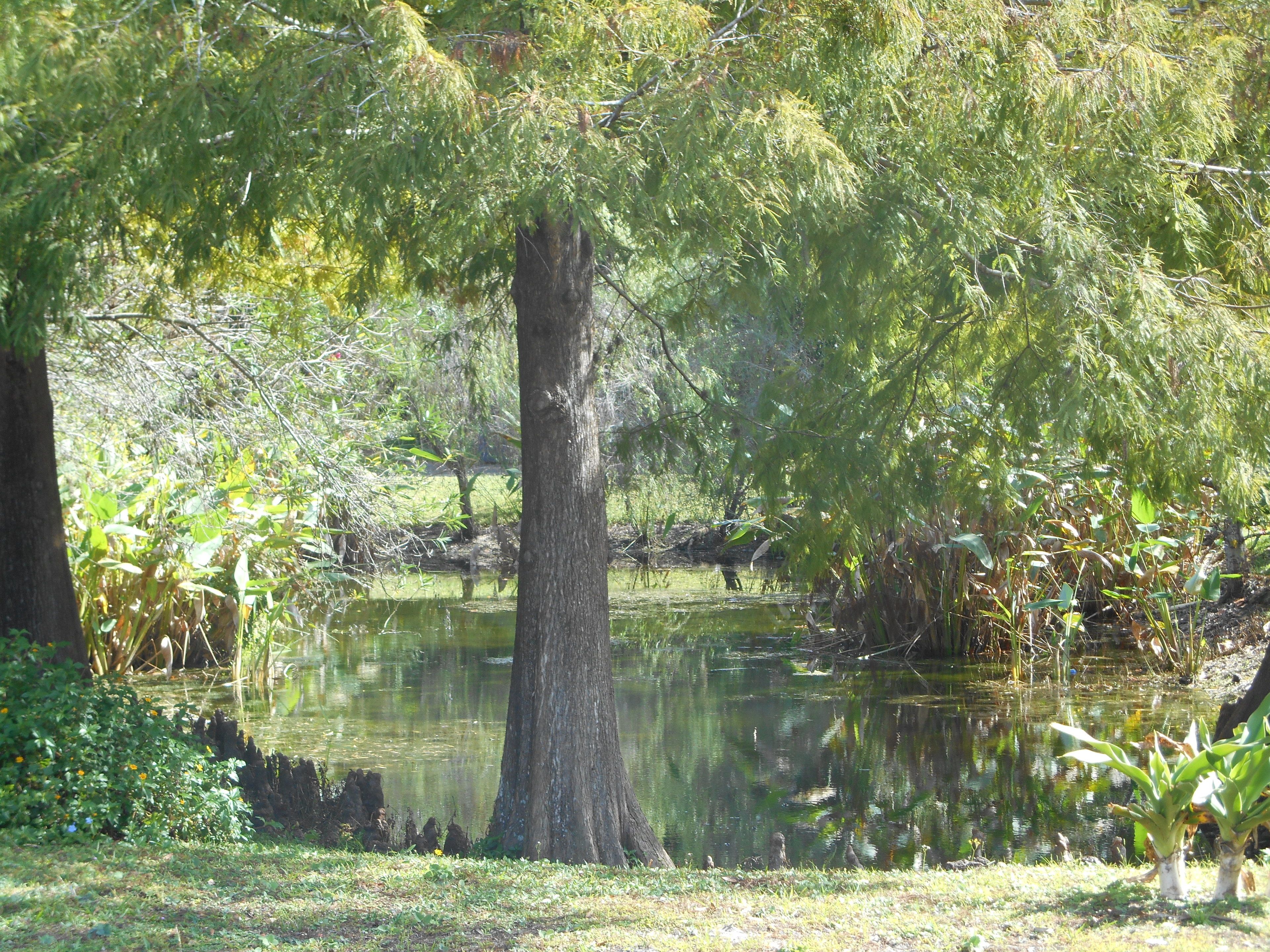 Photo - Mickey's Paradise