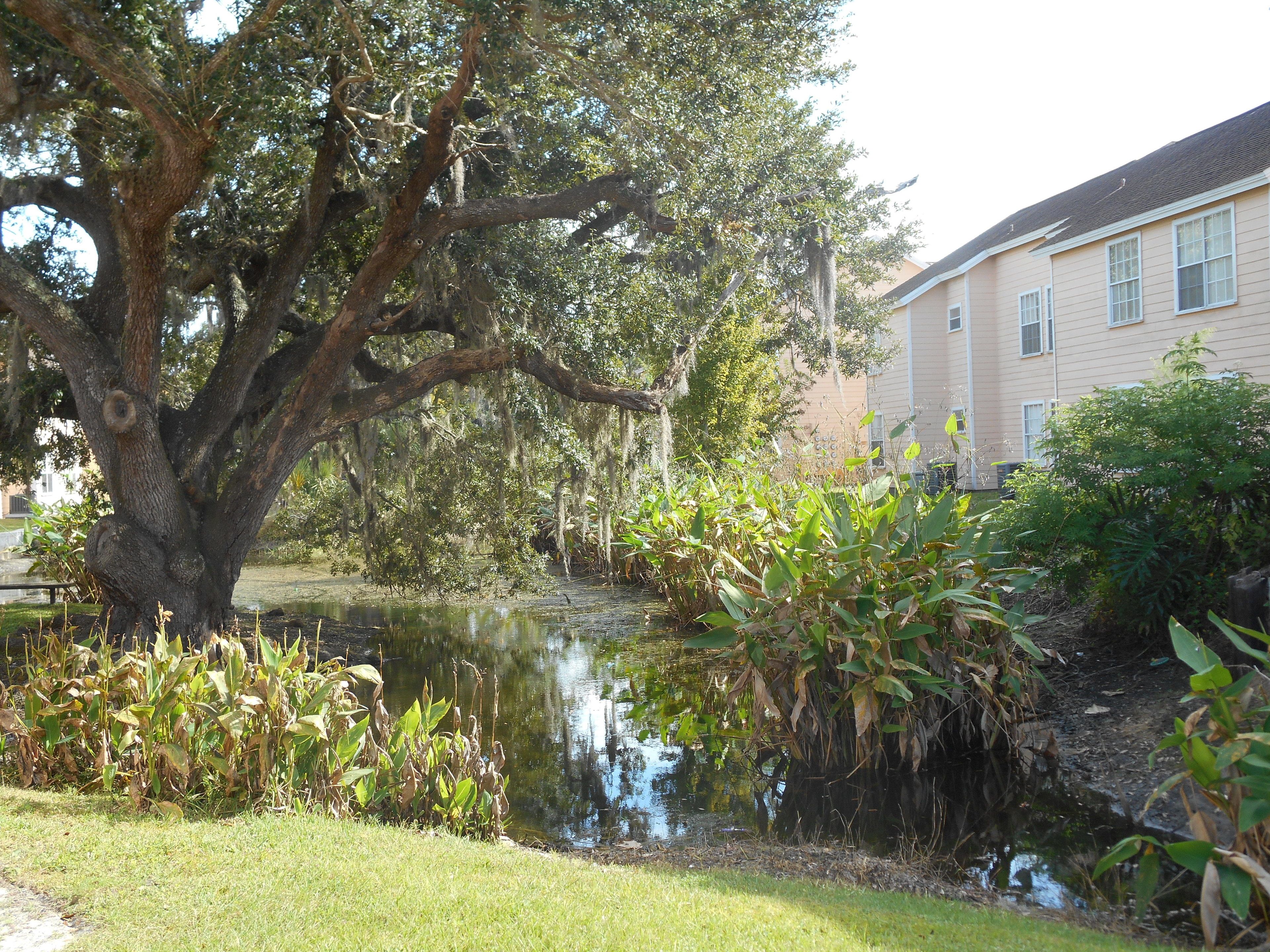 Photo - Mickey's Paradise