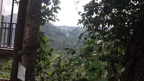 A view through dense foliage with a glimpse of a building structure in the background. - Viewfront Ella (Ella)