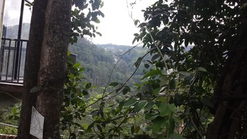 Una vista entre follaje denso, con una estructura de edificio a lo lejos.
