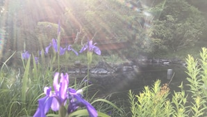 A serene garden with purple flowers and a pond. - Koyasan Sekishoin (Koya)