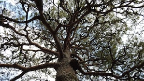 A large tree with a thick trunk and extensive branches. - Koyasan Sekishoin (Koya)