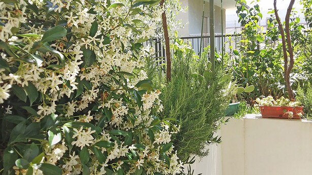 A lush garden with white flowers and green foliage, a white wall, and a red-tiled roof in the background.