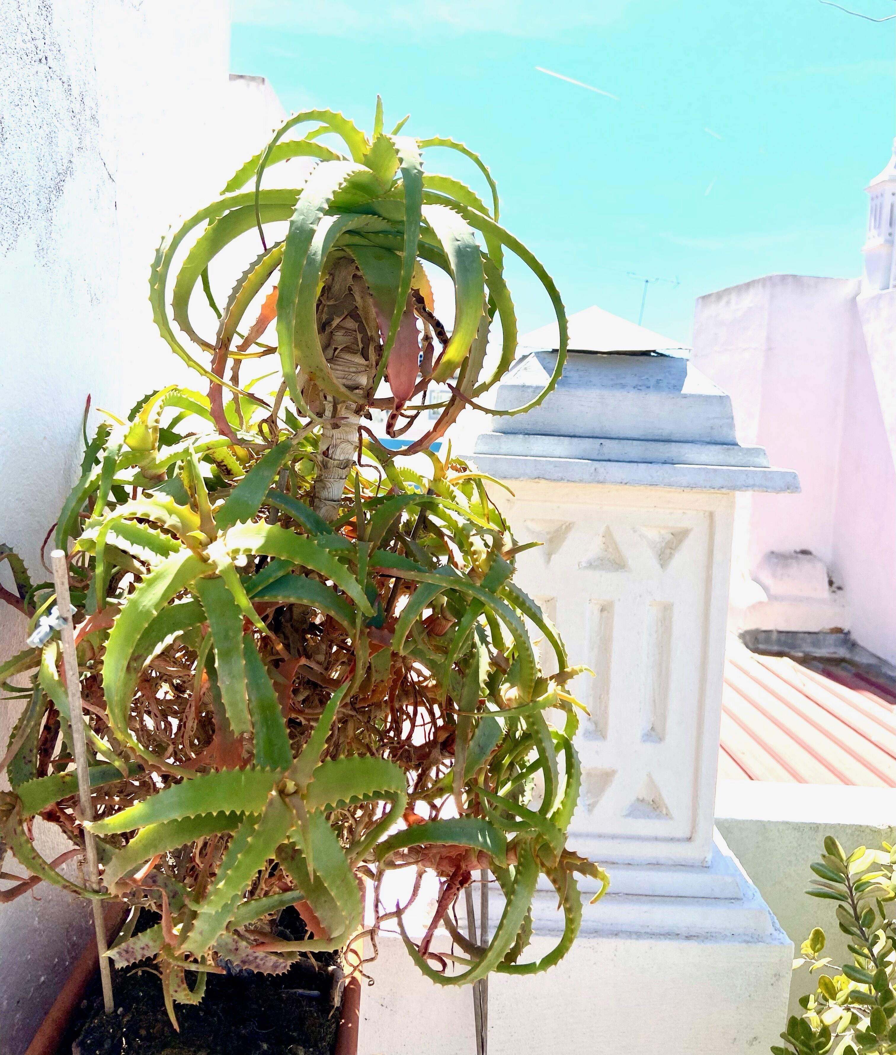 A potted aloe vera plant with a white wall and a blue structure in the background.