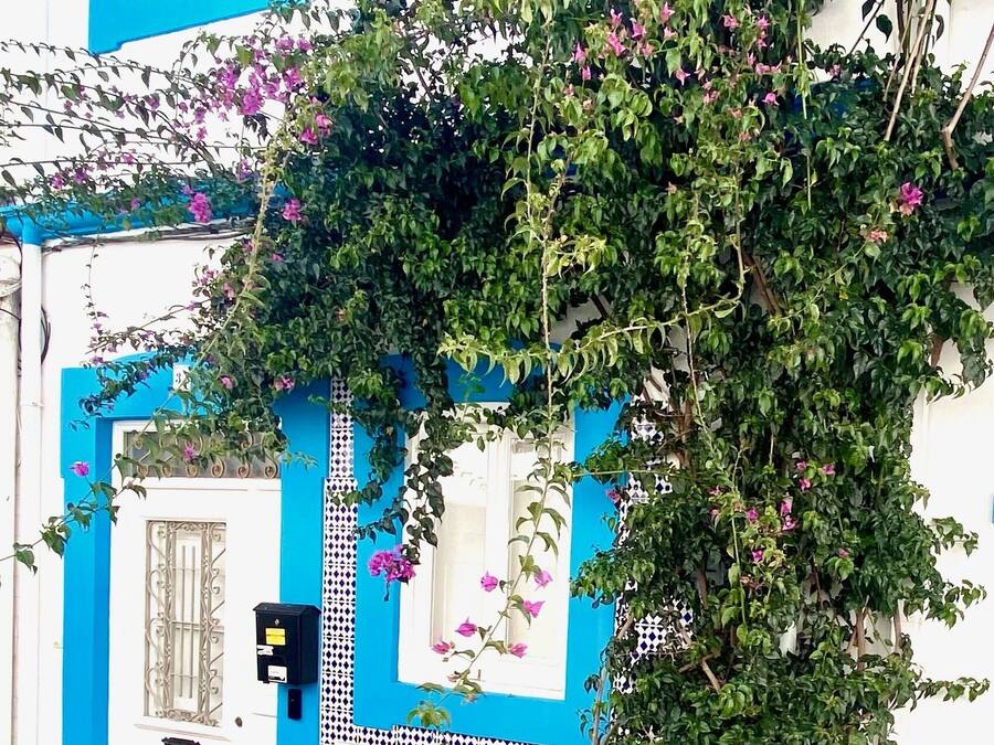 A building with blue and white walls, a cobblestone courtyard, and a potted plant.