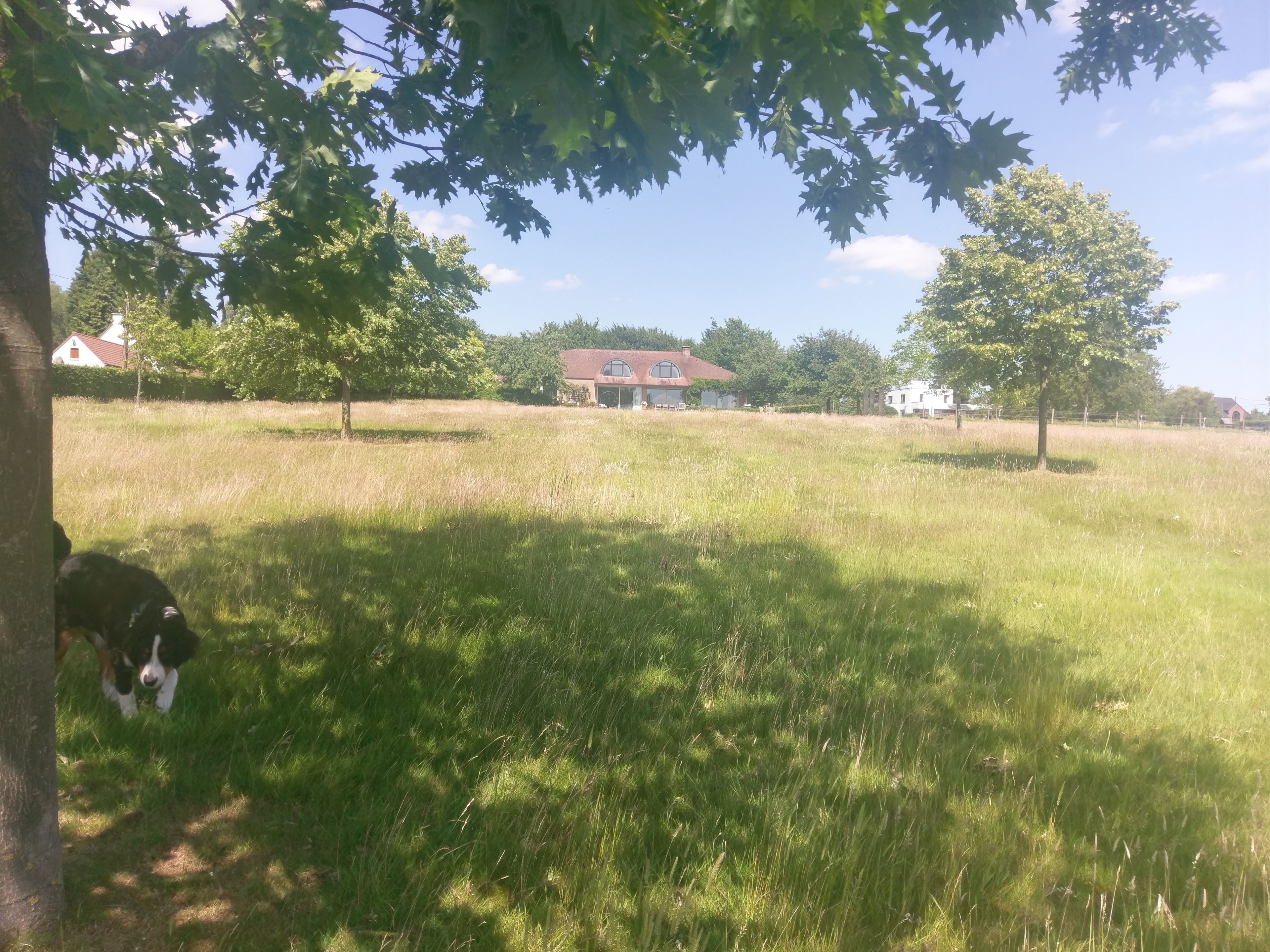 Un campo cubierto de hierba con una casa al fondo.