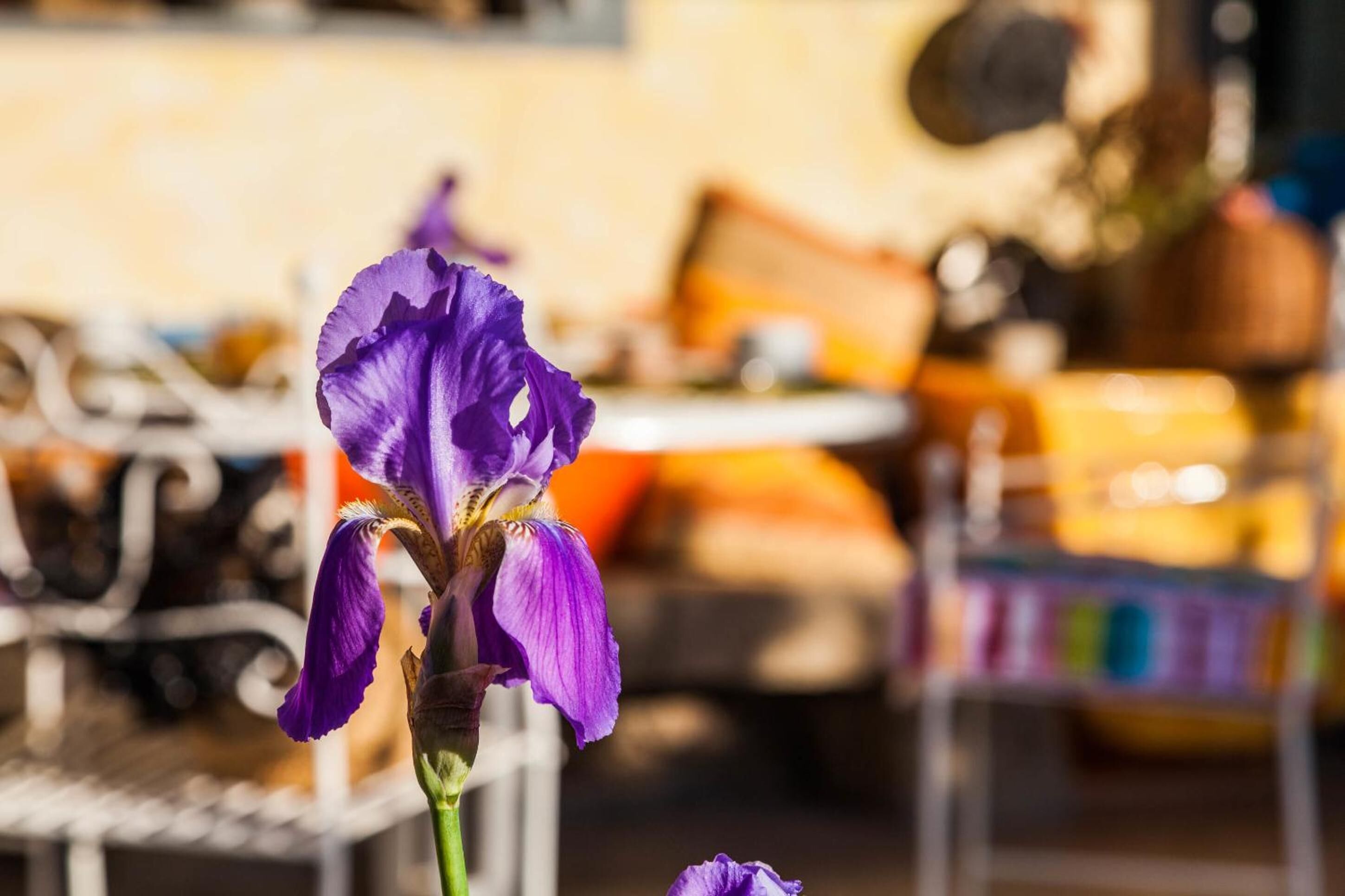 Una flor de lirio púrpura enfocada, con un fondo borroso de un comedor.