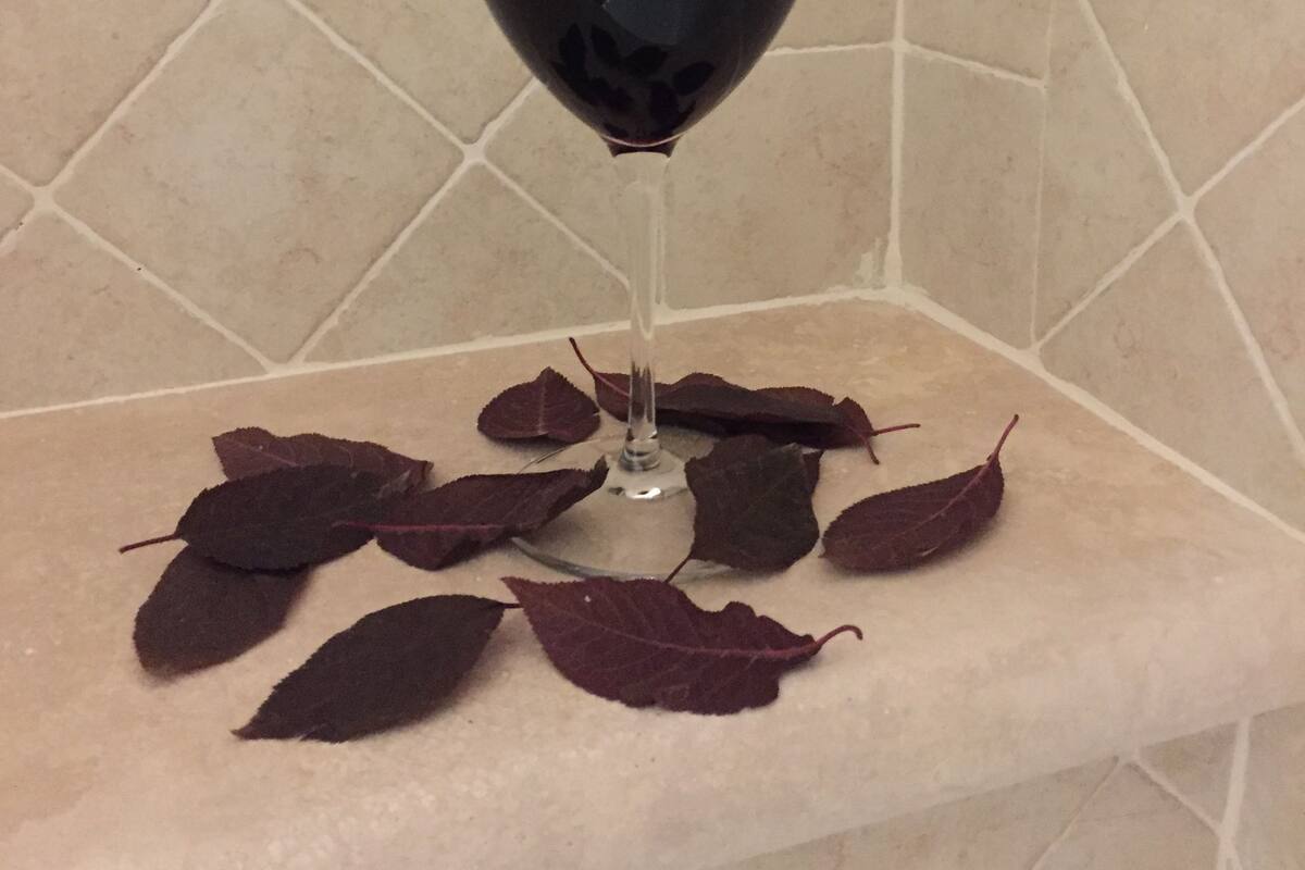 Un verre de vin rouge posé sur un banc, entouré de feuilles sombres éparpillées.
