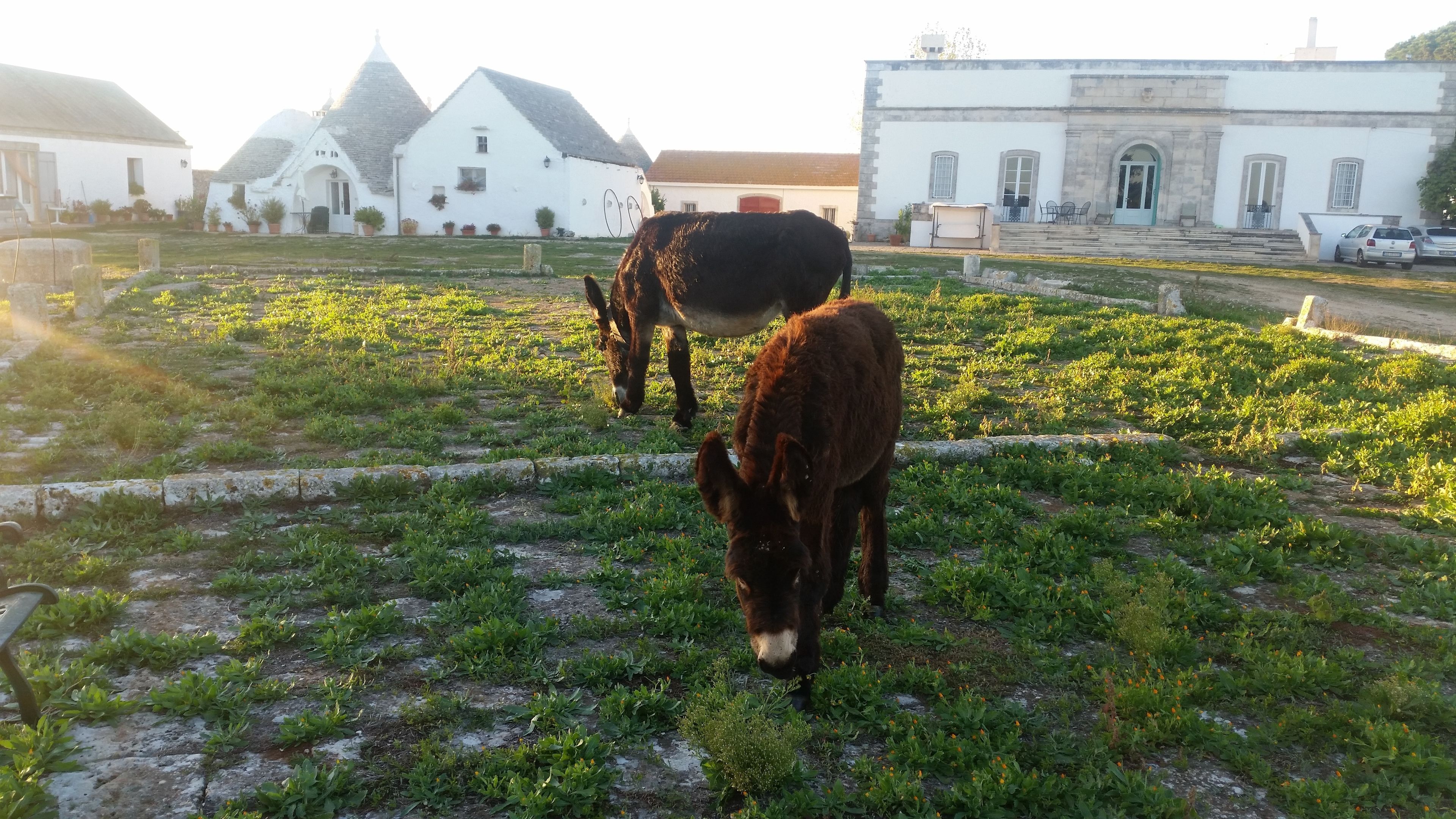A rural landscape with cows grazing on a field, surrounded by white buildings with distinct architectural features.