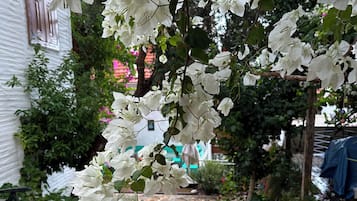 Vườn