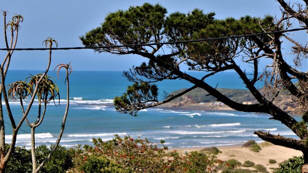 Un paysage côtier avec vue sur l’océan, un pin et une ligne électrique.