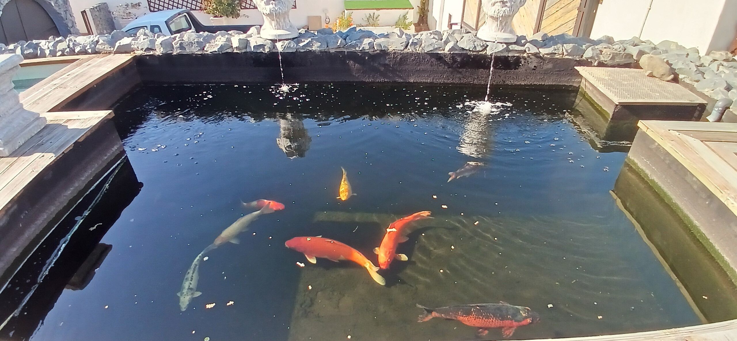 A koi pond with clear water, surrounded by a stone border, and a small wooden bridge.